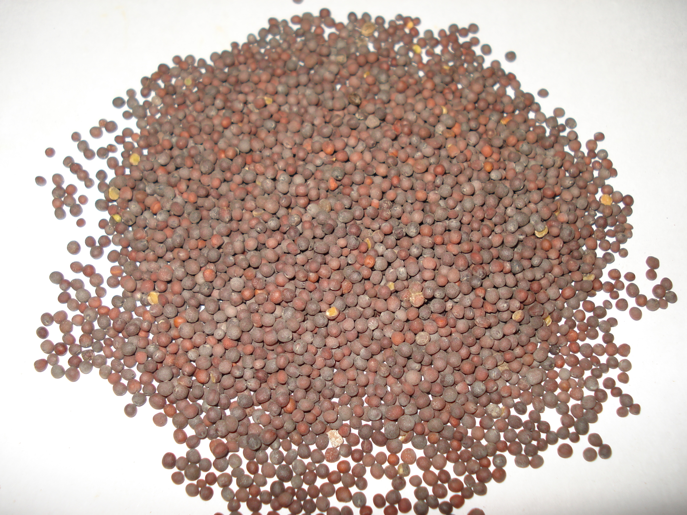 Premium Black Mustard Seeds Export Quality